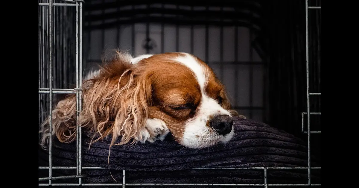 Puppy sleeping in a wire dog crate that needs a mat to protect the hardwood floor underneath