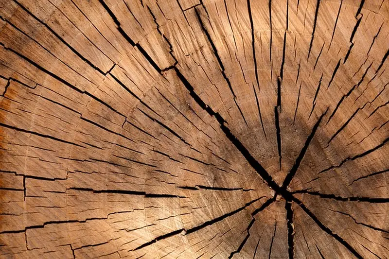 Wood log cross-section showing growth rings and radial checking from drying