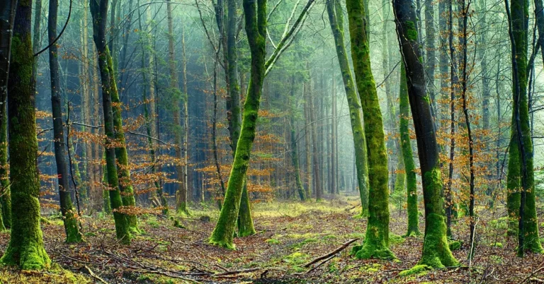 Mossy trees in a misty woodland with leaf litter on the forest floor