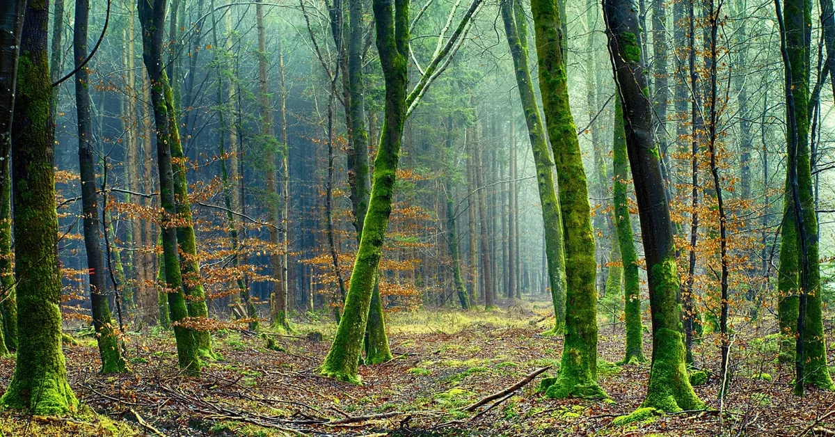 Mossy trees in a misty woodland with leaf litter on the forest floor
