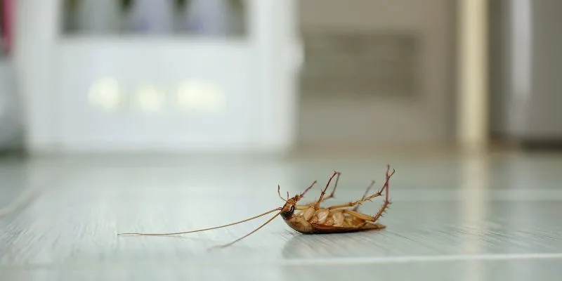 DIY Wood Roach Repellent