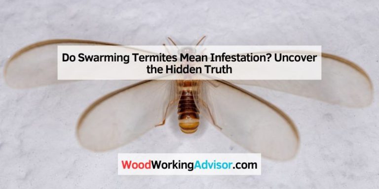 Do Swarming Termites Mean Infestation