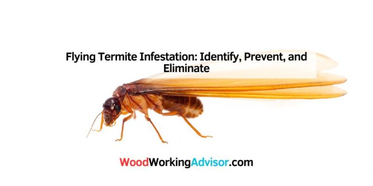 Flying Termite Infestation