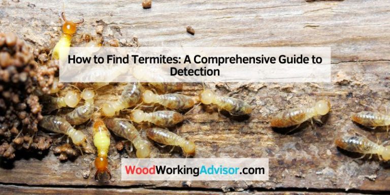 How to Find Termites