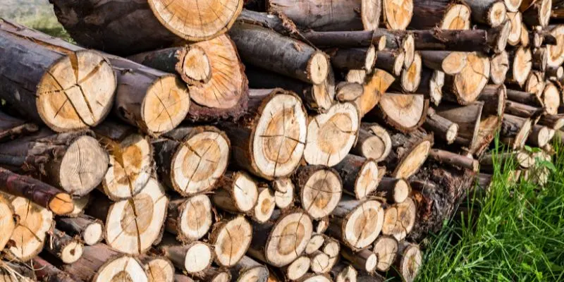 Is Juniper Good Firewood