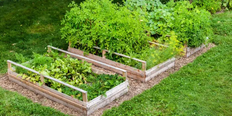Is Pine Good for Raised Beds