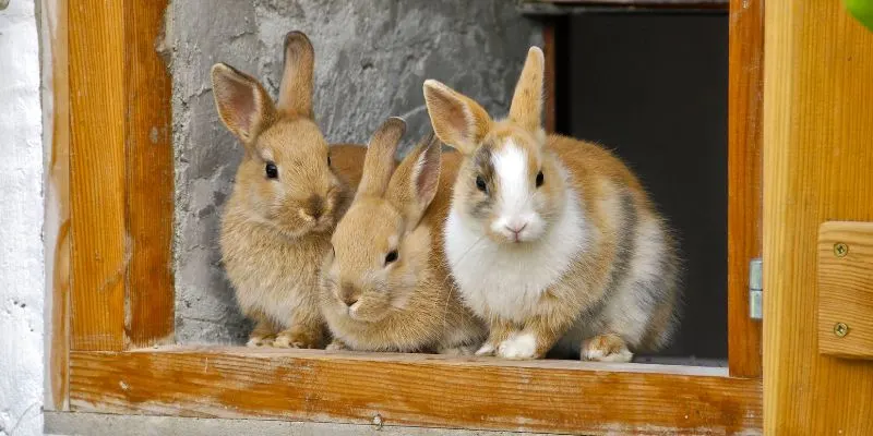 Is Pine Safe for Rabbits