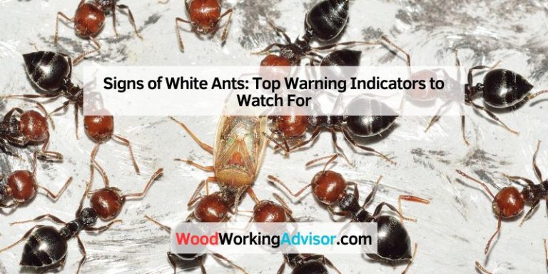 Signs of White Ants