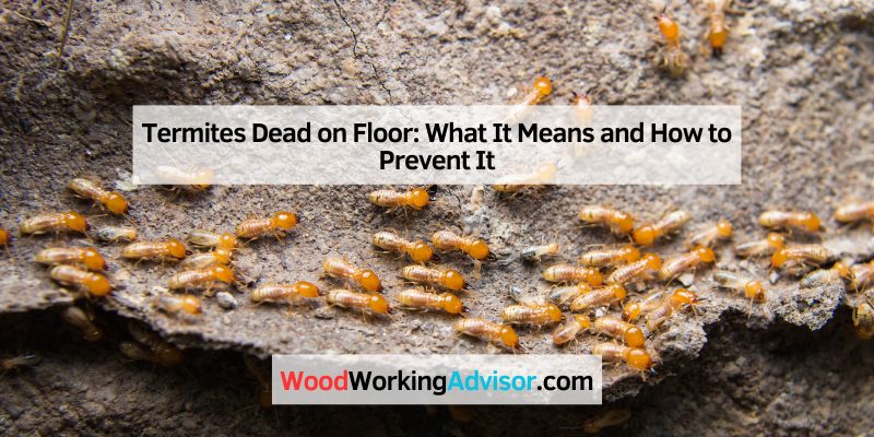 Termites Dead on Floor