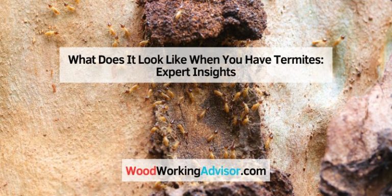 What Does It Look Like When You Have Termites