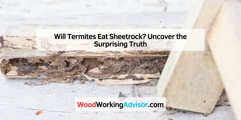 Will Termites Eat Sheetrock