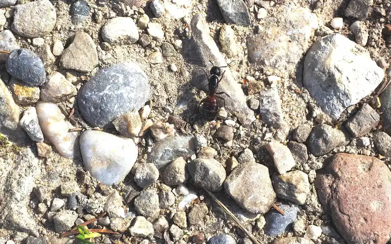 Single large ant walking over gravel and loose soil
