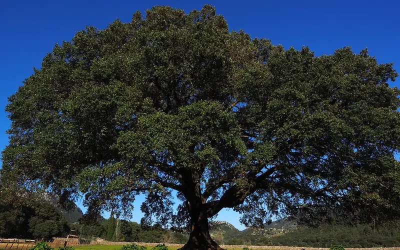 Camphor laurel tree (Cinnamomum camphora) outdoors -- the source of natural camphor oil used as a roach repellent