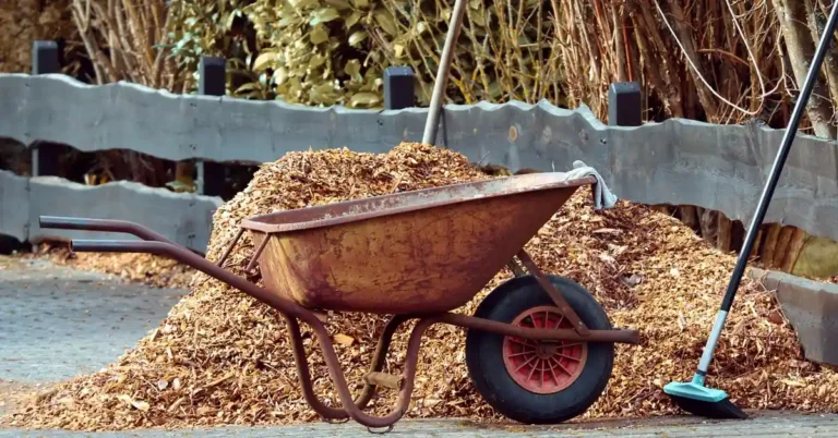 Wheelbarrow beside a fresh pile of cedar mulch wood chips in a garden