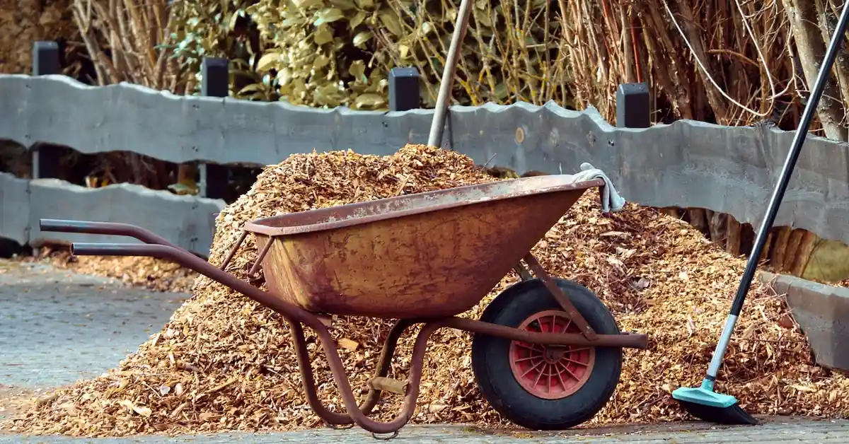 Wheelbarrow beside a fresh pile of cedar mulch wood chips in a garden