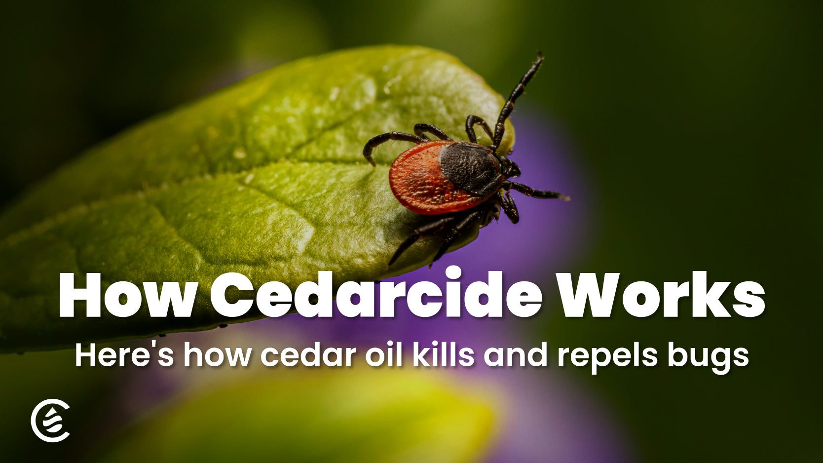 Cedar Oil Repels Roaches