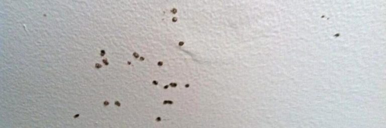 Early Termite Damage