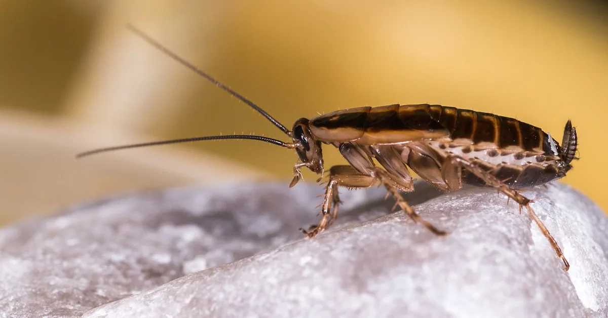 German cockroach on a kitchen surface, the pest cedar oil spray is used to repel