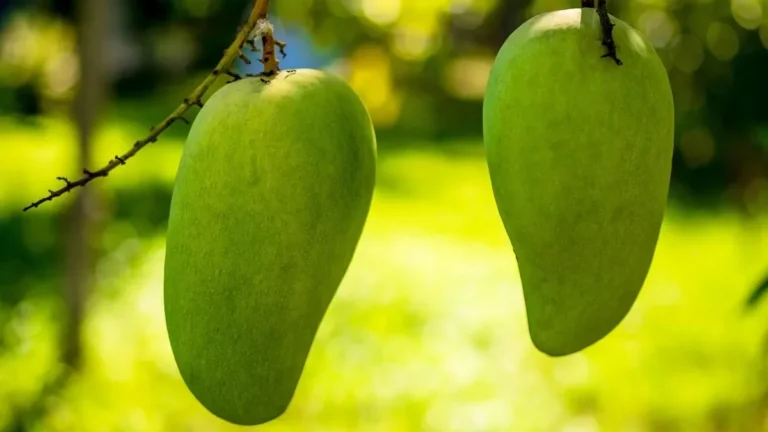 Two green mangoes hanging from a mango tree, the source of mango wood