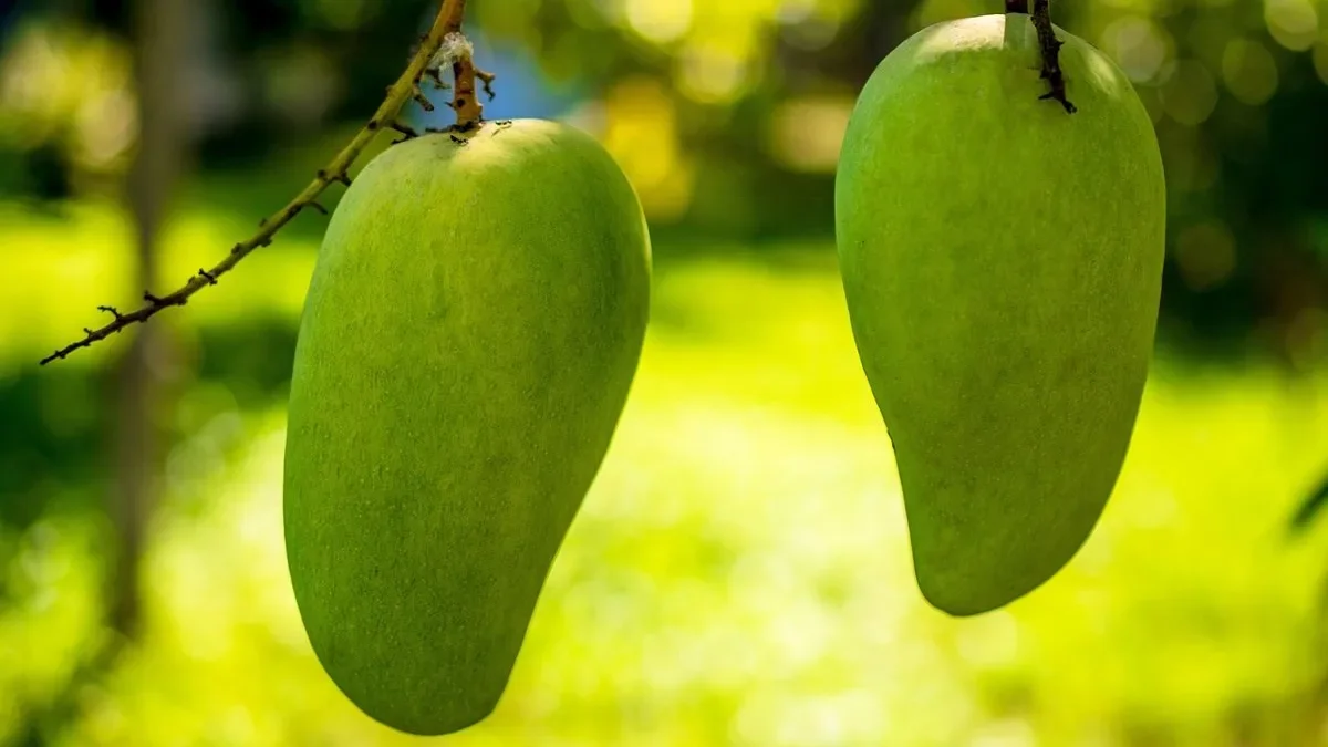 Two green mangoes hanging from a mango tree, the source of mango wood