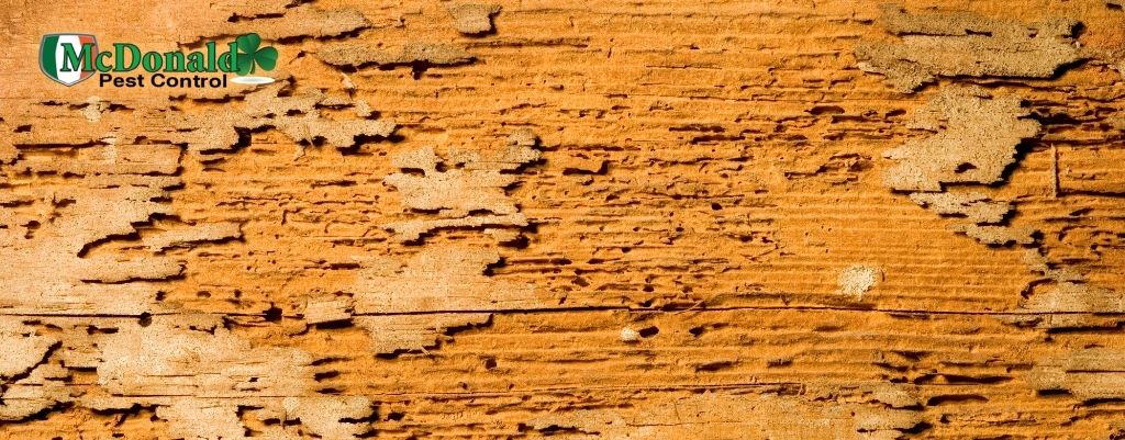 How Can You Tell Termite Damage