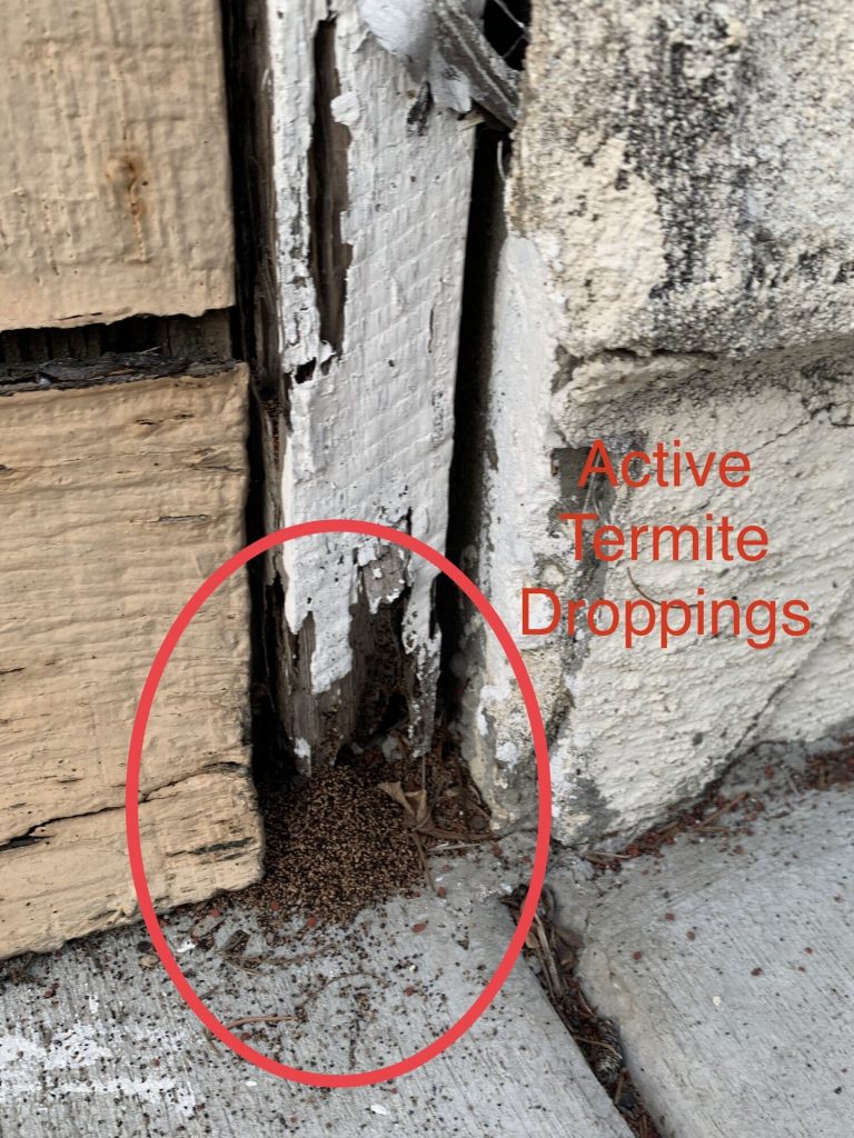 How Do You Check for Termites