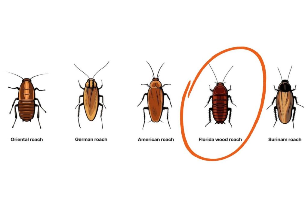 Is There a Certain Tree Wood That Repels Roaches