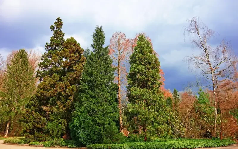 a row of mature evergreen conifers planted decades ago in a landscaped park setting