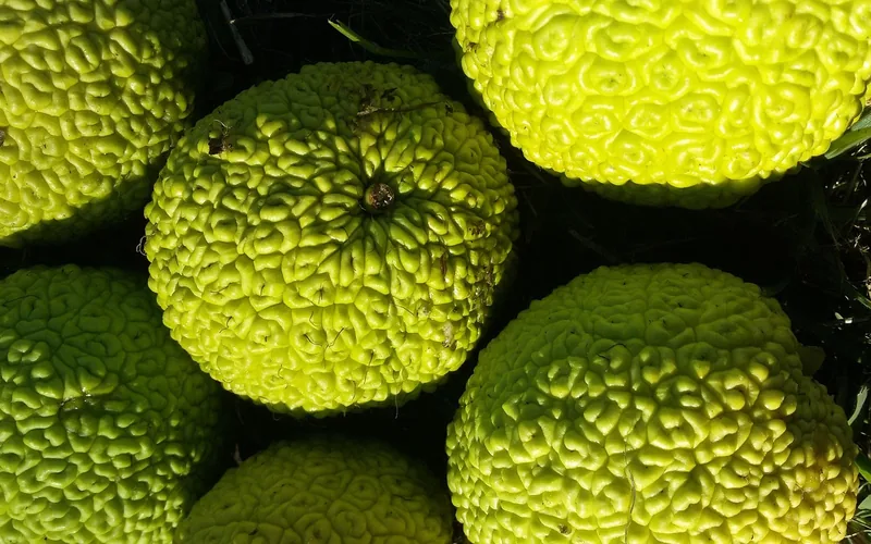 pile of green osage orange hedge apples used in roach repellent folklore