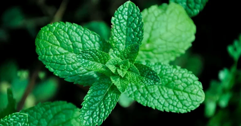 Fresh peppermint plant, one of the plants that repel wood roaches naturally