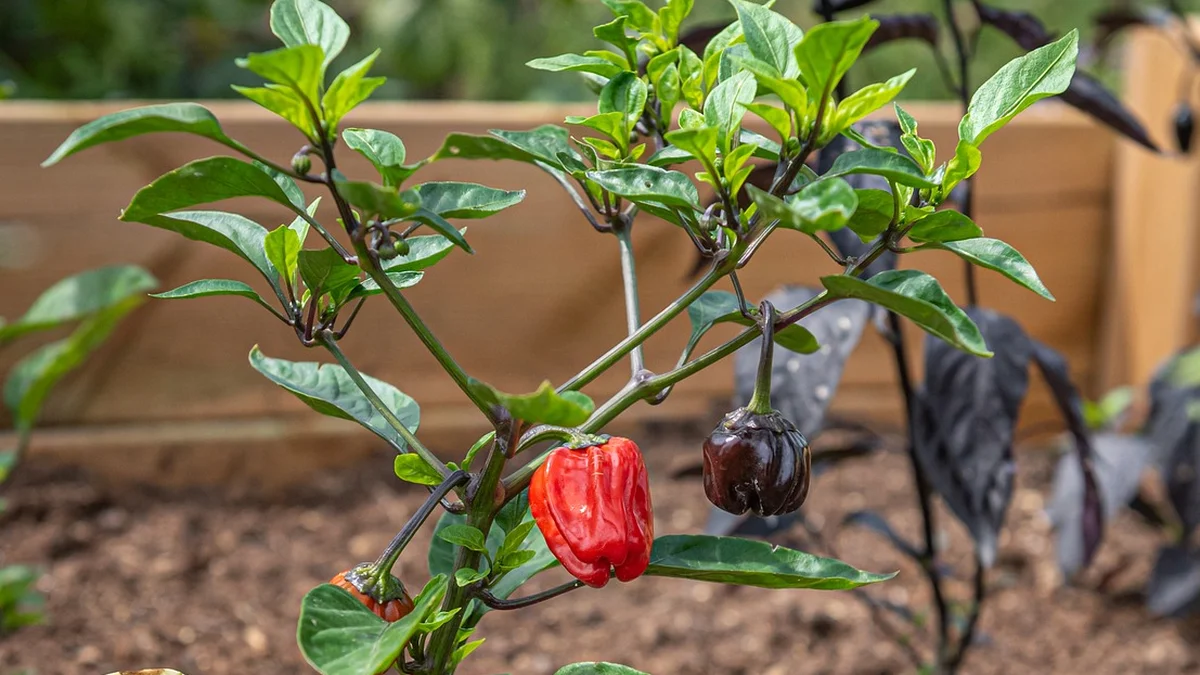 Pepper plant growing in a wooden raised garden bed