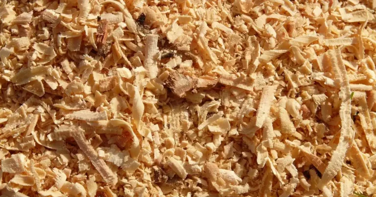 Pile of fine wood shavings and sawdust in close-up