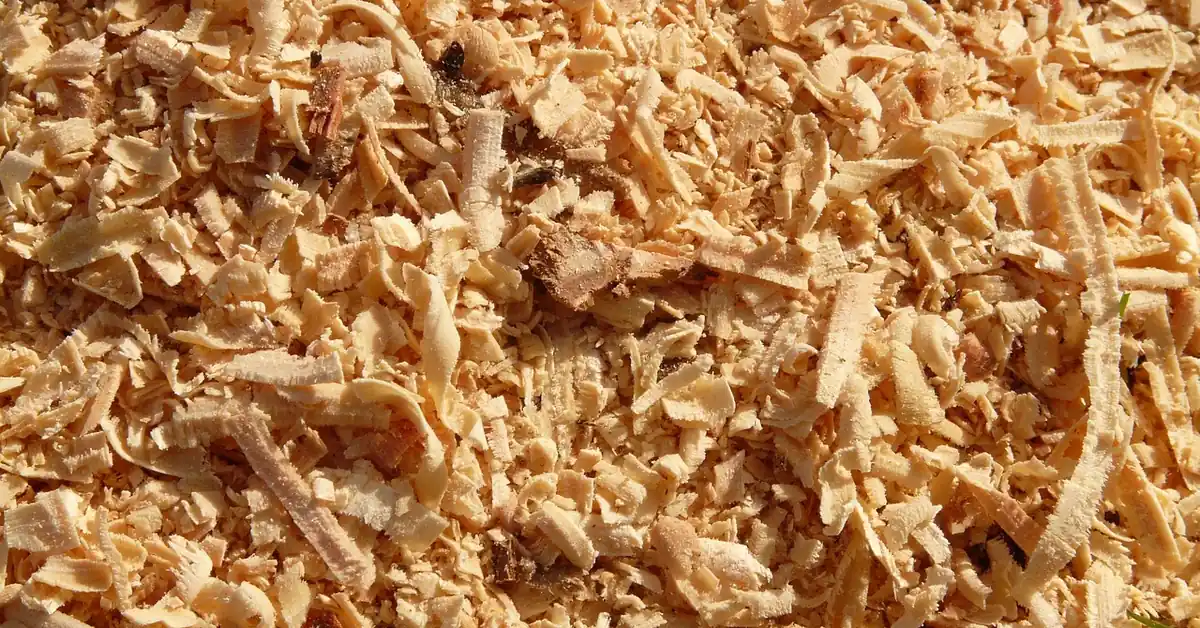 Pile of fine wood shavings and sawdust in close-up