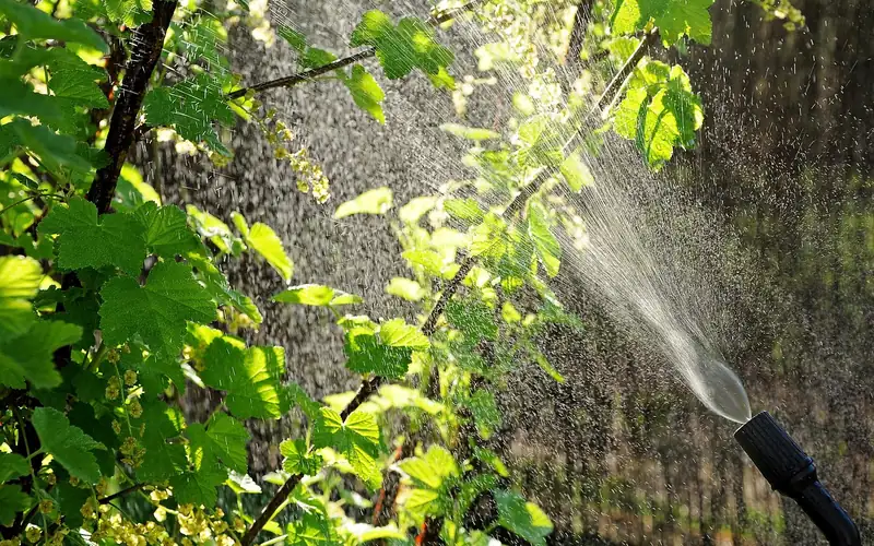 Spraying diluted neem oil on garden plant leaves to deter wood roaches
