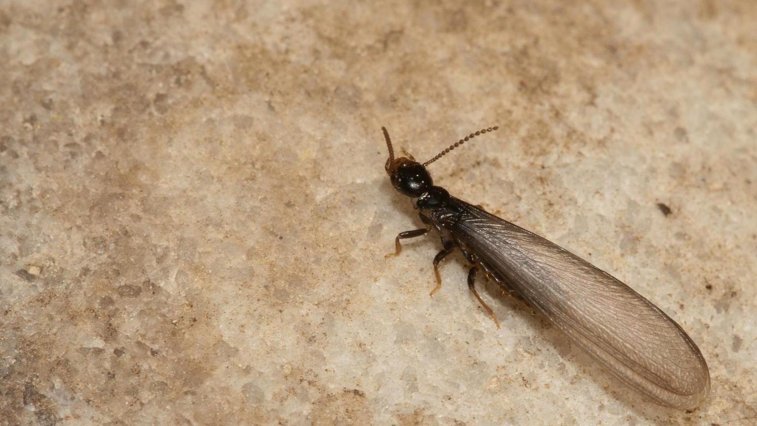 Subterranean Termite Swarmer