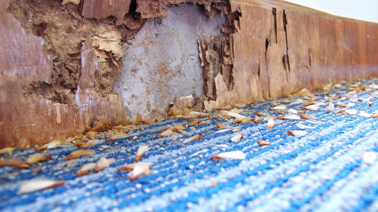 Termite Damage in House