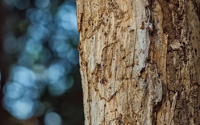 close-up of winding termite galleries carved into weathered wood close-up of winding termite galleries carved into weathered wood