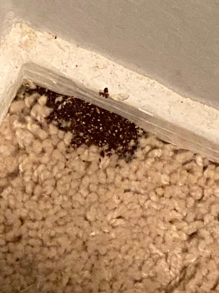 Termite Eggs on Wall