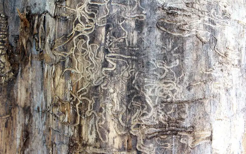 Winding termite feeding galleries carved into wood by subterranean termites Winding termite feeding galleries carved into wood by subterranean termites