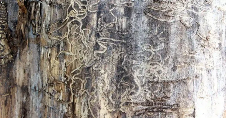close-up of winding termite galleries carved into weathered wood