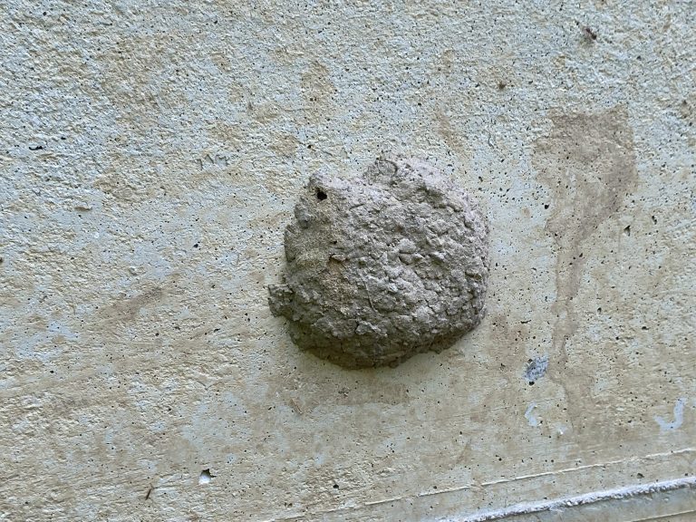 Termite Nest in House