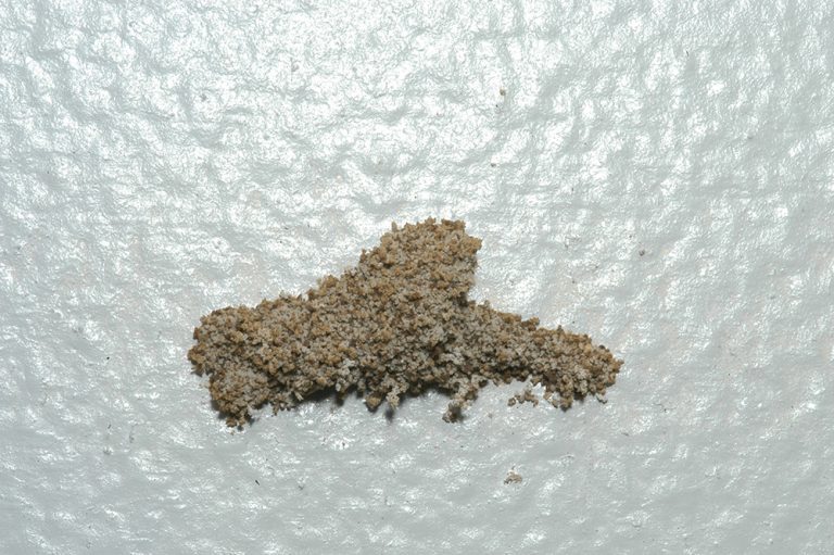 Termite Nest on Wall