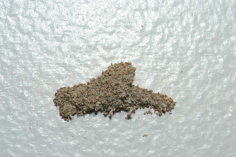 Termite Nest on Wall