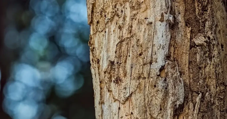 Weathered wood trunk showing termite damage close up