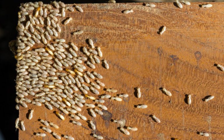 Termites in the House