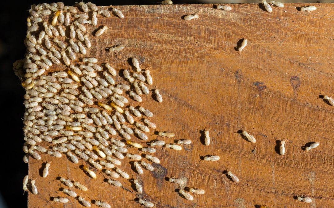 Termites in the House