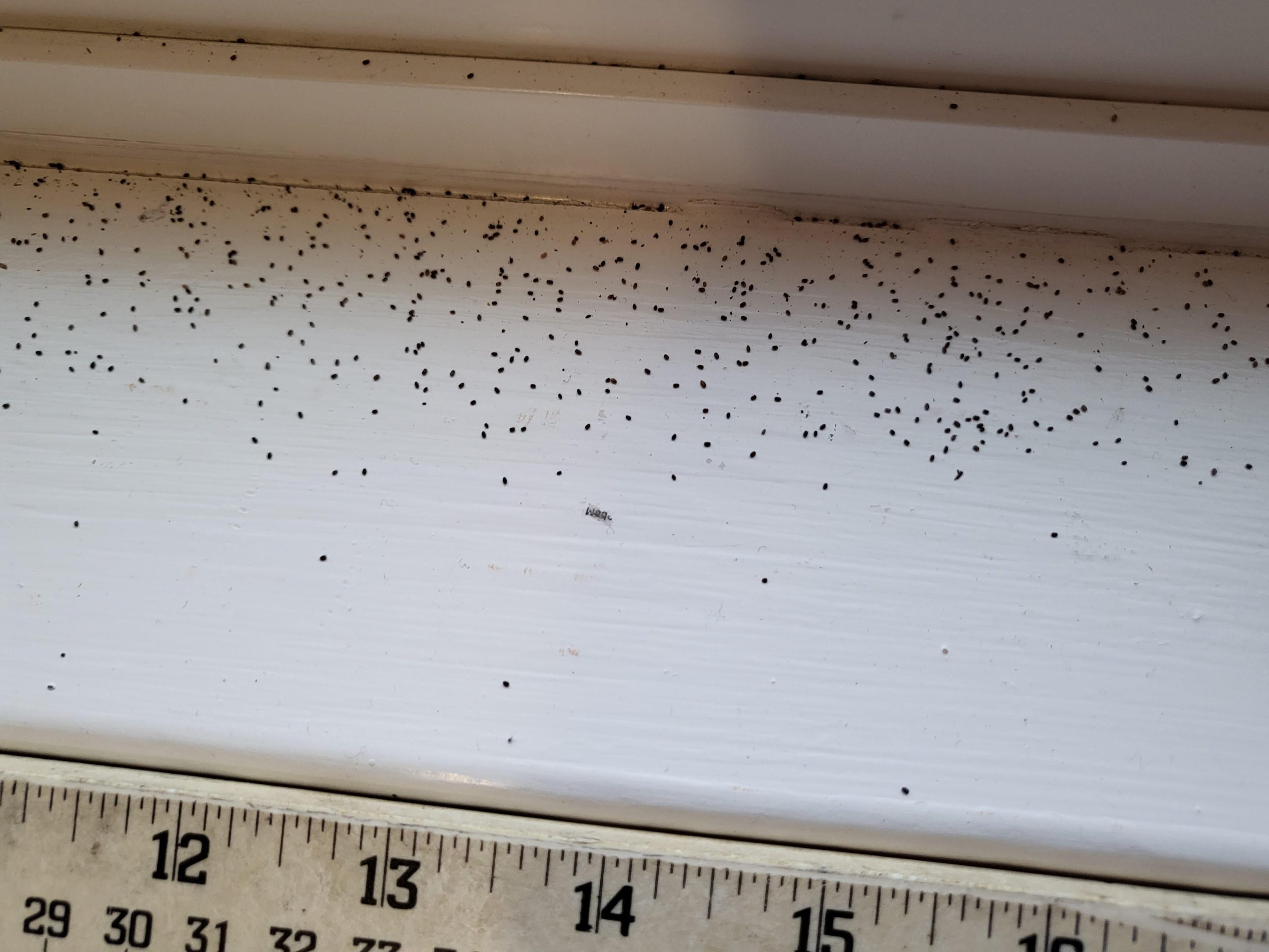 Termites in Window Sill