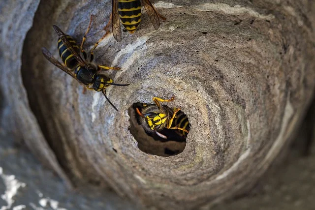 Wasps on their paper nest, close up