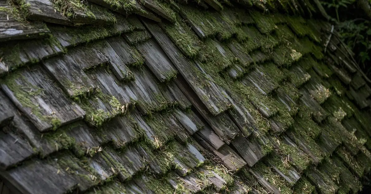 Weathered cedar shingle roof with moss growth and warped shingles needing repair