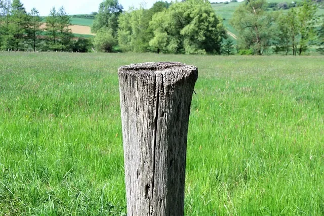 Weathered wooden fence post with a cracked, checked top end grain standing in a field